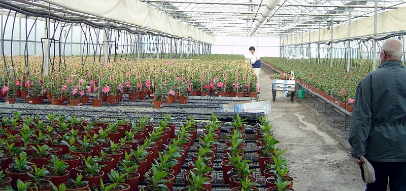 semillas vivero