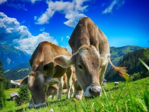 vacas