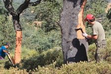 actividades auxiliares en aprovechamientos forestales