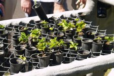 produccion de semillas y plantas en vivero