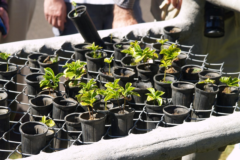 produccion de semillas y plantas en vivero