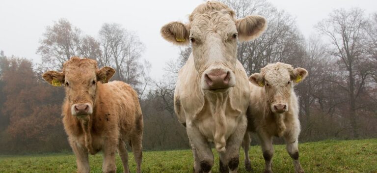 grado superior ganaderia bienestar animal