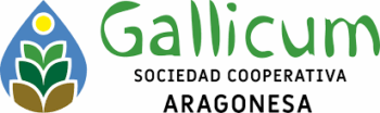 gallicum